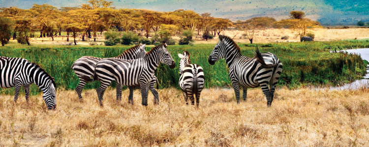 Zebras and wildebeest on the African savannah